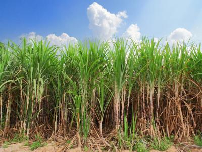 Fazenda para Venda, em Descalvado, bairro 