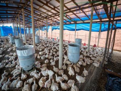 Sítio para Venda, em Santa Rita do Passa Quatro, bairro 