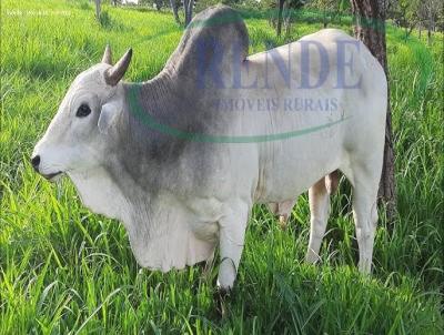 Stio para Venda, em Conchal, bairro 