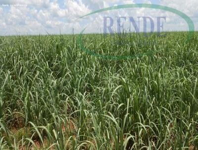 Stio para Venda, em Pirassununga, bairro 