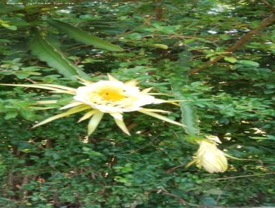 Stio para Venda, em Santa Cruz da Conceio, bairro 