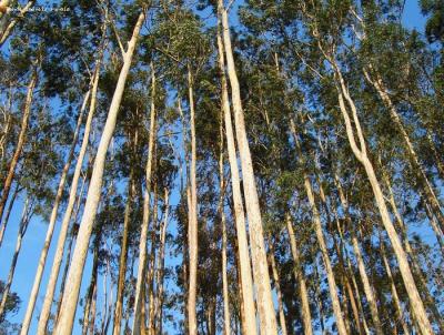 Stio para Venda, em Prata, bairro 